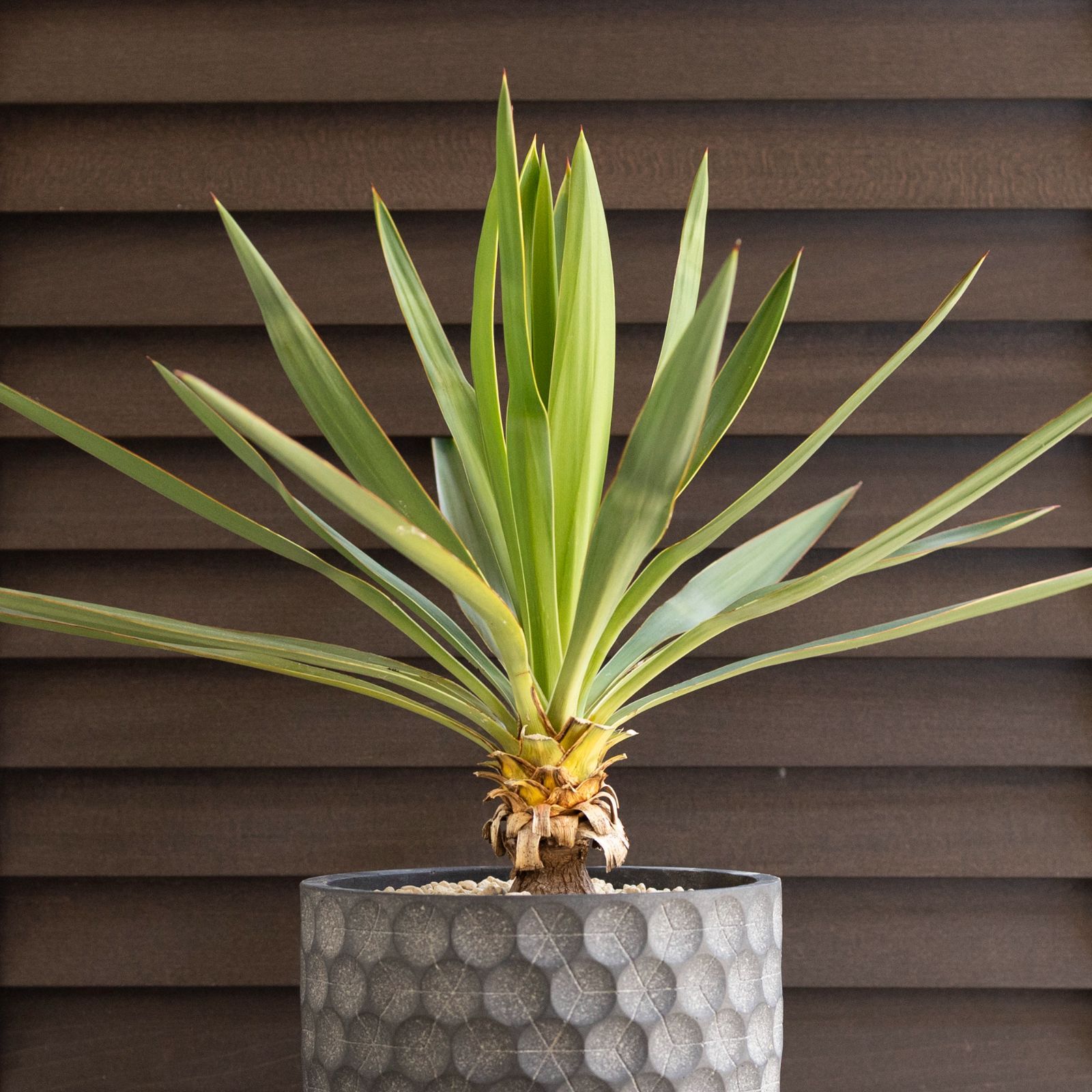 【#26035】ユッカグロリオサ　アツバキミガヨラン ユッカ グロリオサ Yucca Gloriosa 幹立ち 5号 陶器鉢