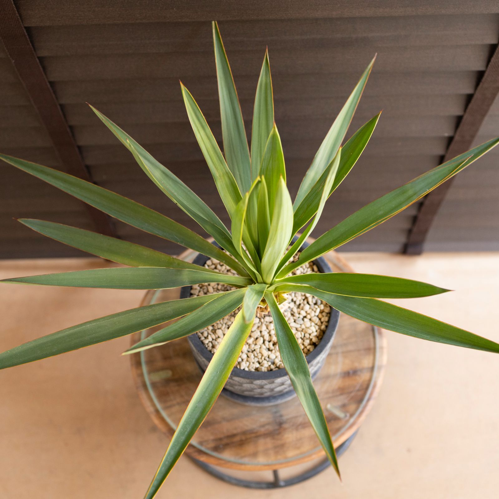ユッカ グロリオサ Yucca Gloriosa 幹立ち 5号 陶器鉢