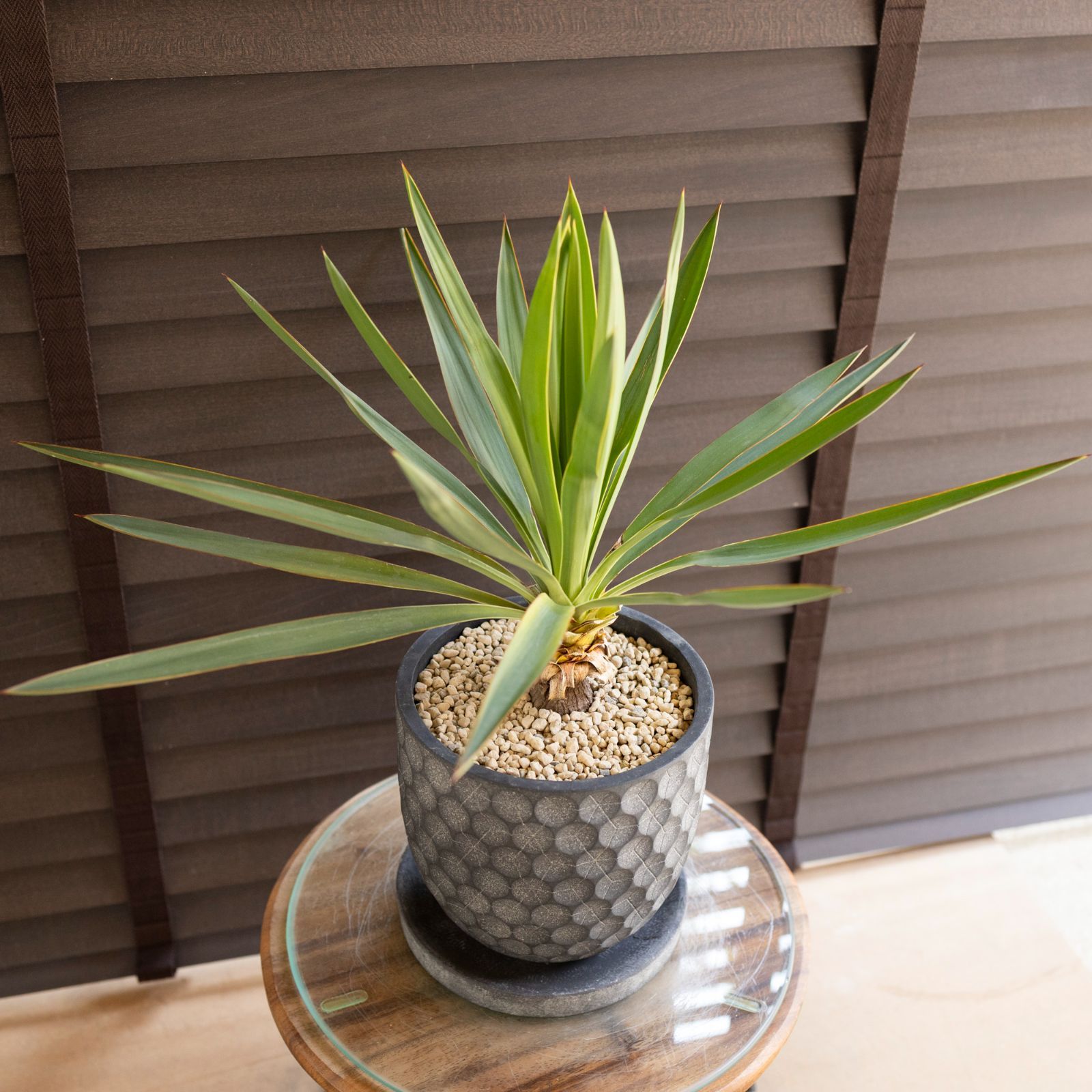 ユッカ グロリオサ Yucca Gloriosa 幹立ち 5号 陶器鉢