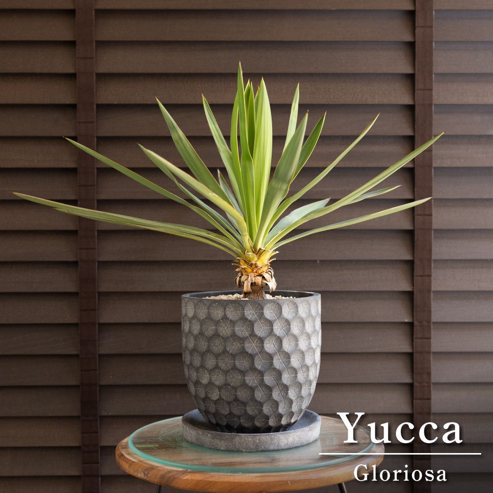 ユッカ グロリオサ Yucca Gloriosa 幹立ち 5号 陶器鉢 アツバキミガヨラン 0613NV