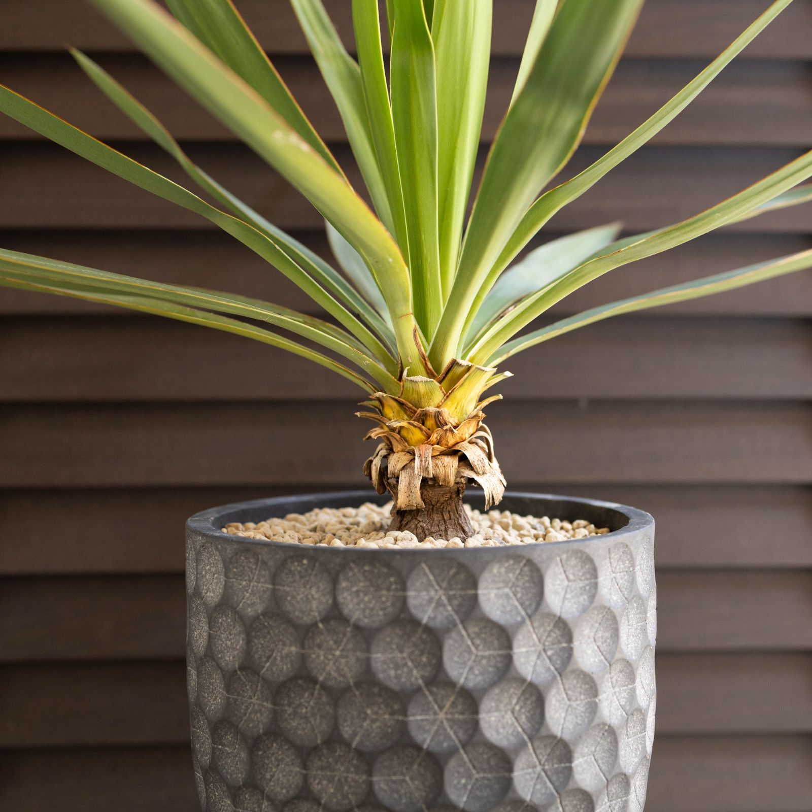 ユッカ グロリオサ Yucca Gloriosa 幹立ち 5号 陶器鉢