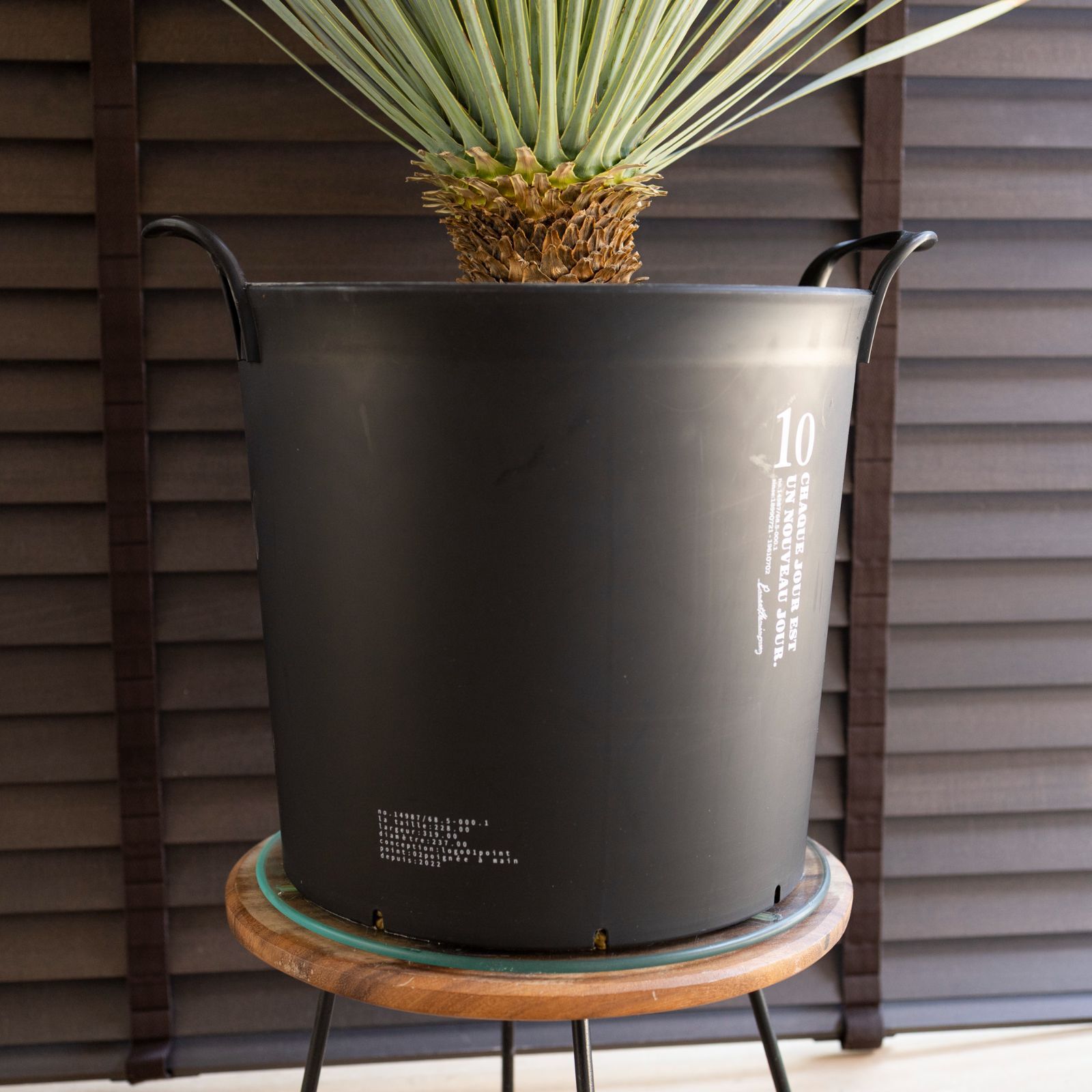 ユッカ ロストラータ Rostrata 10号 庭木 観葉植物 ドライガーデン 