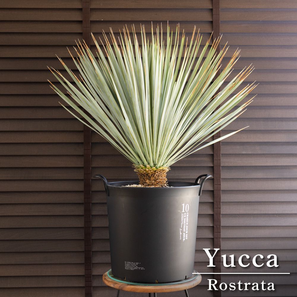 ユッカ ロストラータ Rostrata 10号 庭木 観葉植物 ドライガーデン 0613BK
