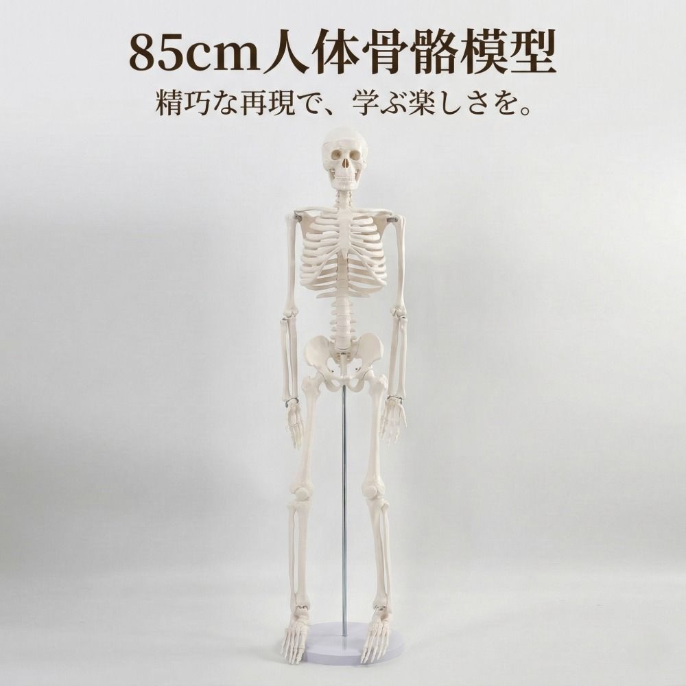 人体骨格模型　85cm　1/2サイズ 人体骨格模型 85cm 1/2サイズ 人体骨格模型 85cm 1/2サイズ 関節可動