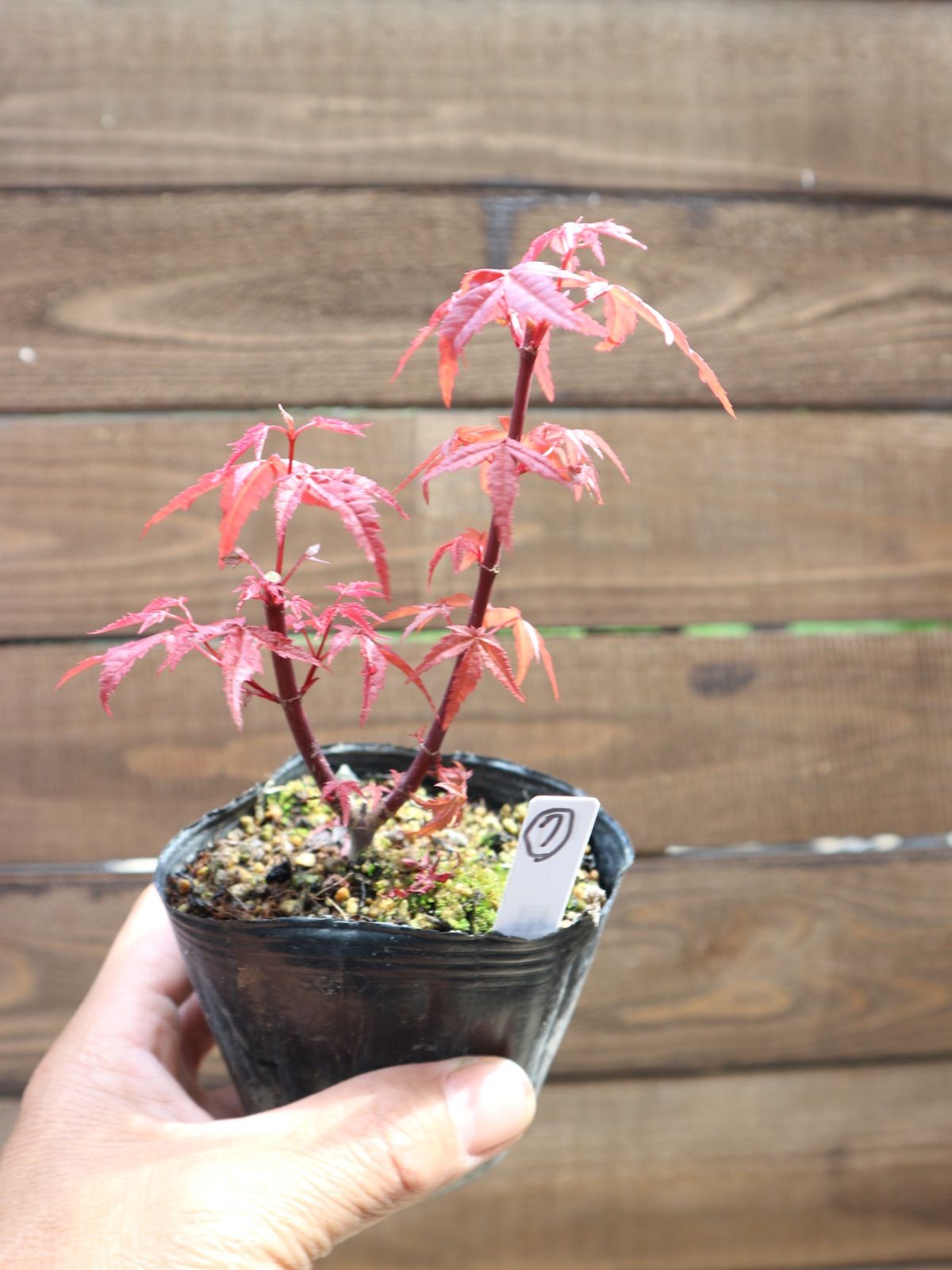 ⑦出猩々紅葉 デショウジョウモミジ ミニ盆栽 素材 もみじ - メルカリ