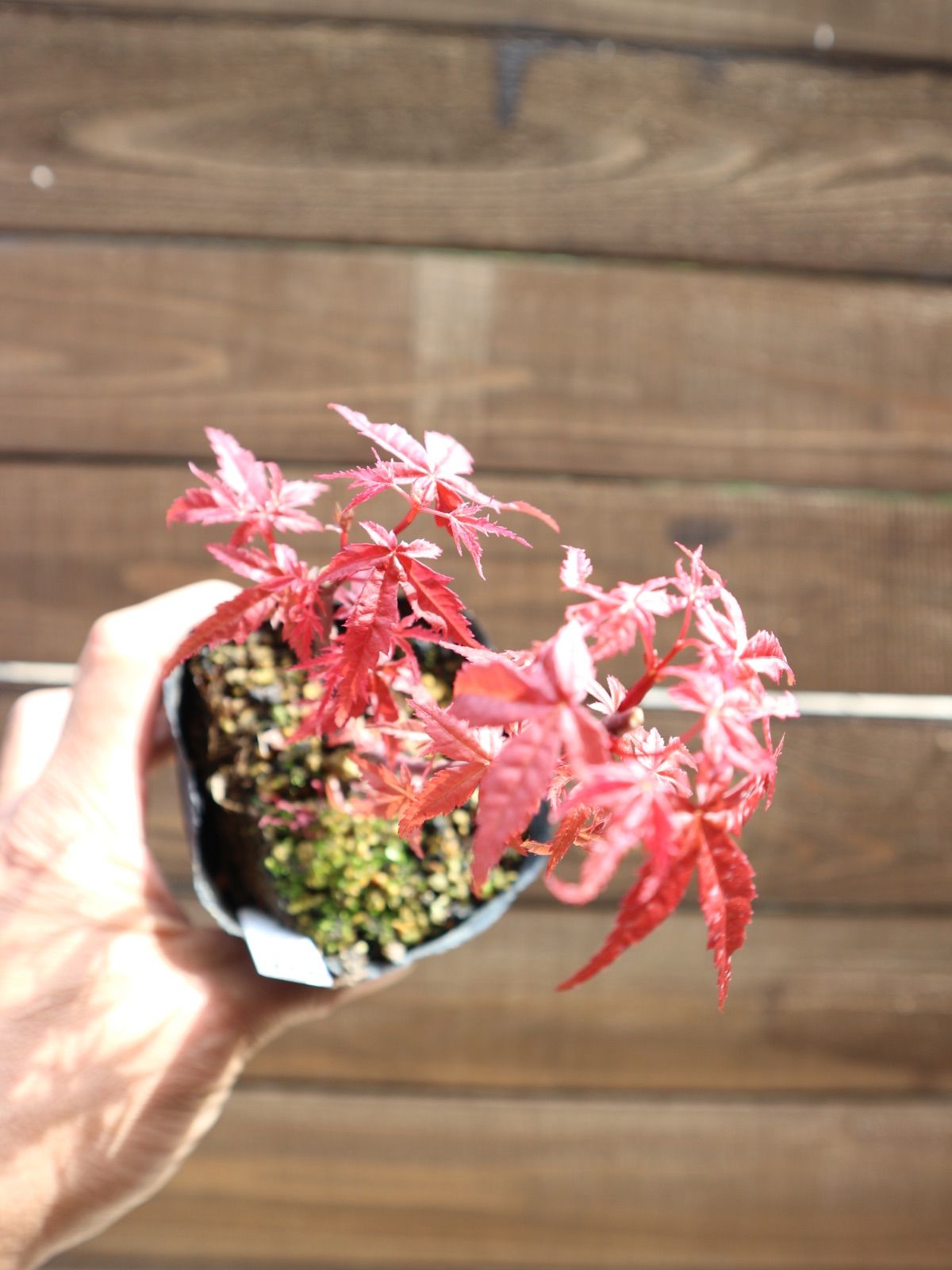 ⑦出猩々紅葉 デショウジョウモミジ ミニ盆栽 素材 もみじ - メルカリ