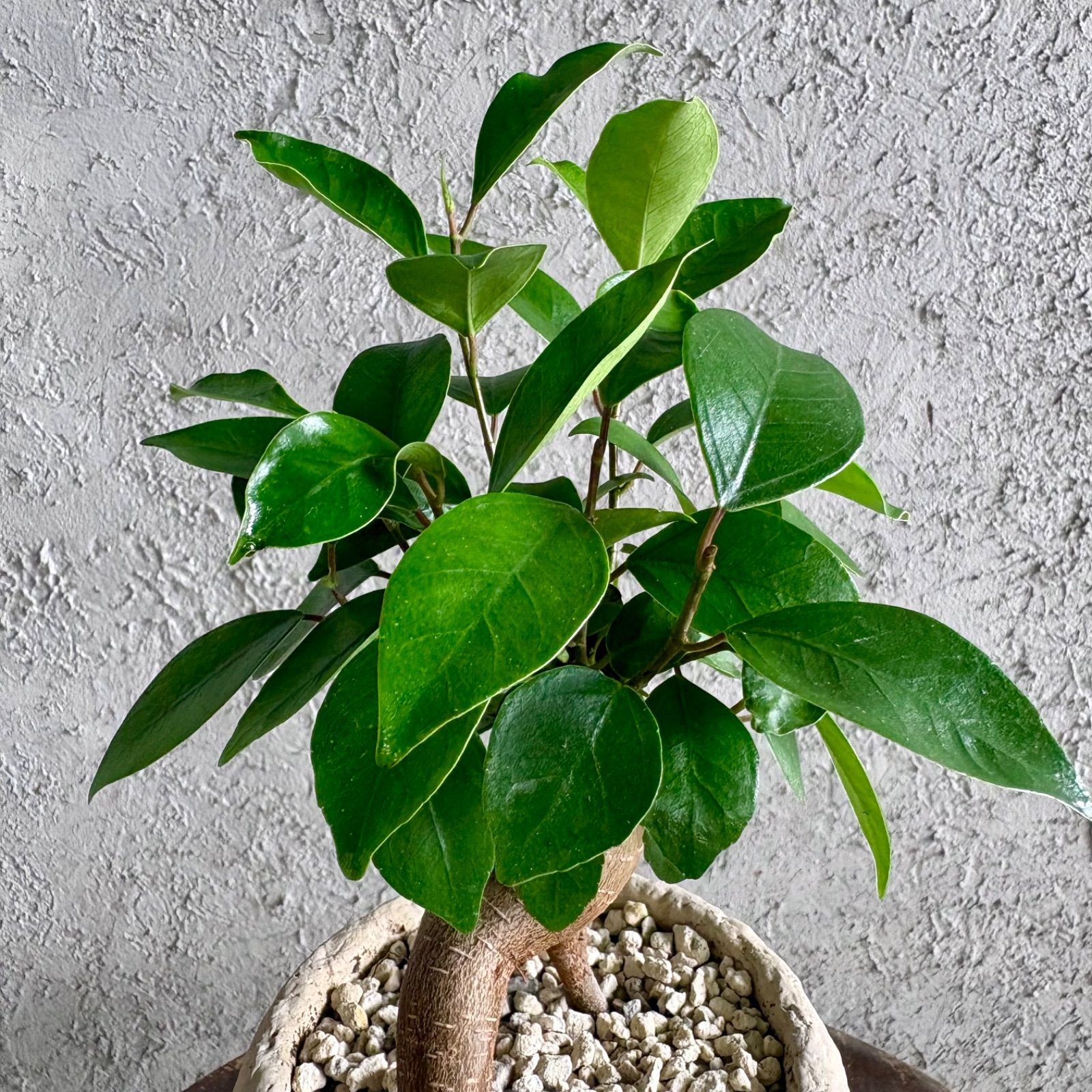 美形 ガジュマル 4号 テラコッタ鉢植え ストーンベージュ 受け皿付き