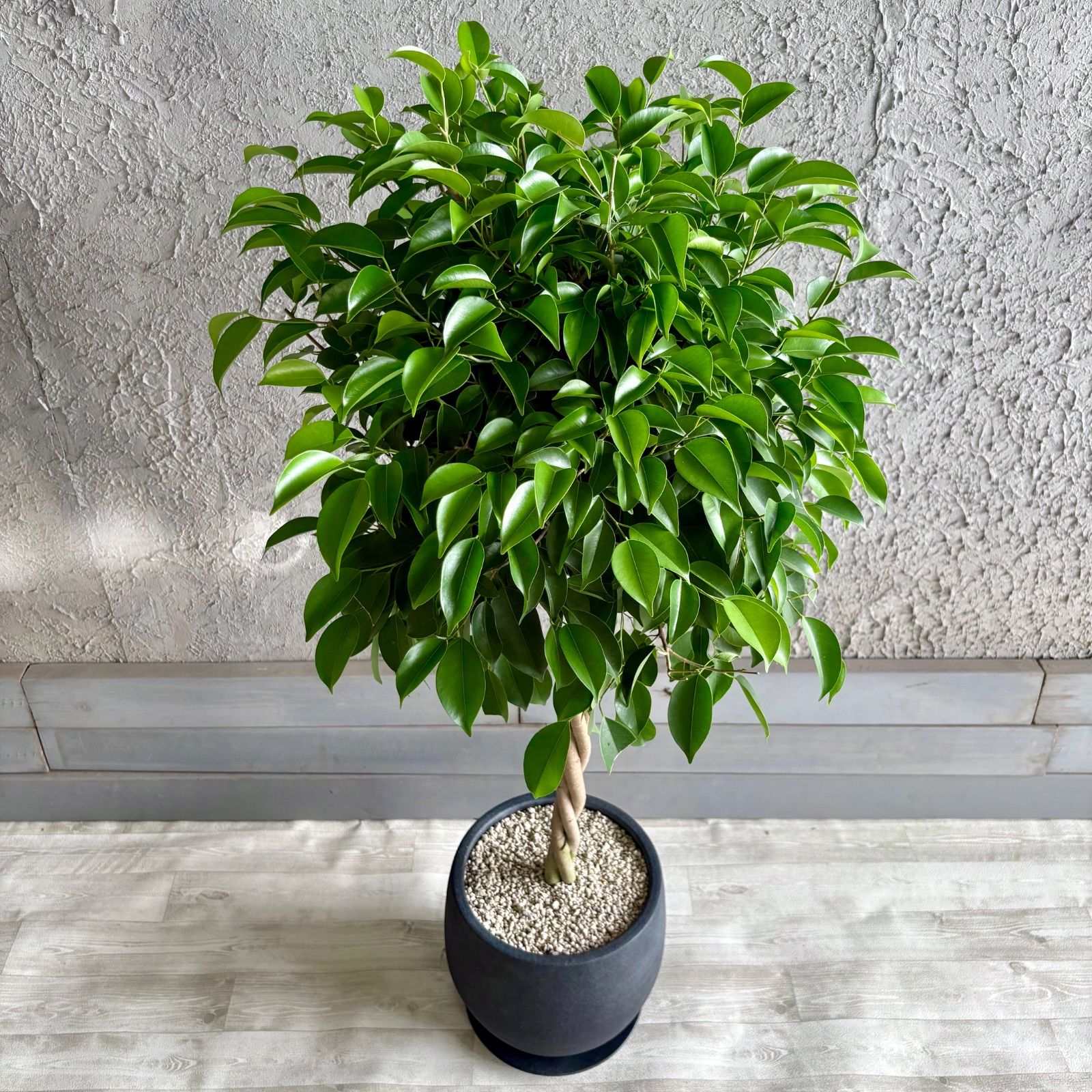 ねじり仕立て フィカス ベンジャミン 9号 テラコッタ鉢植え