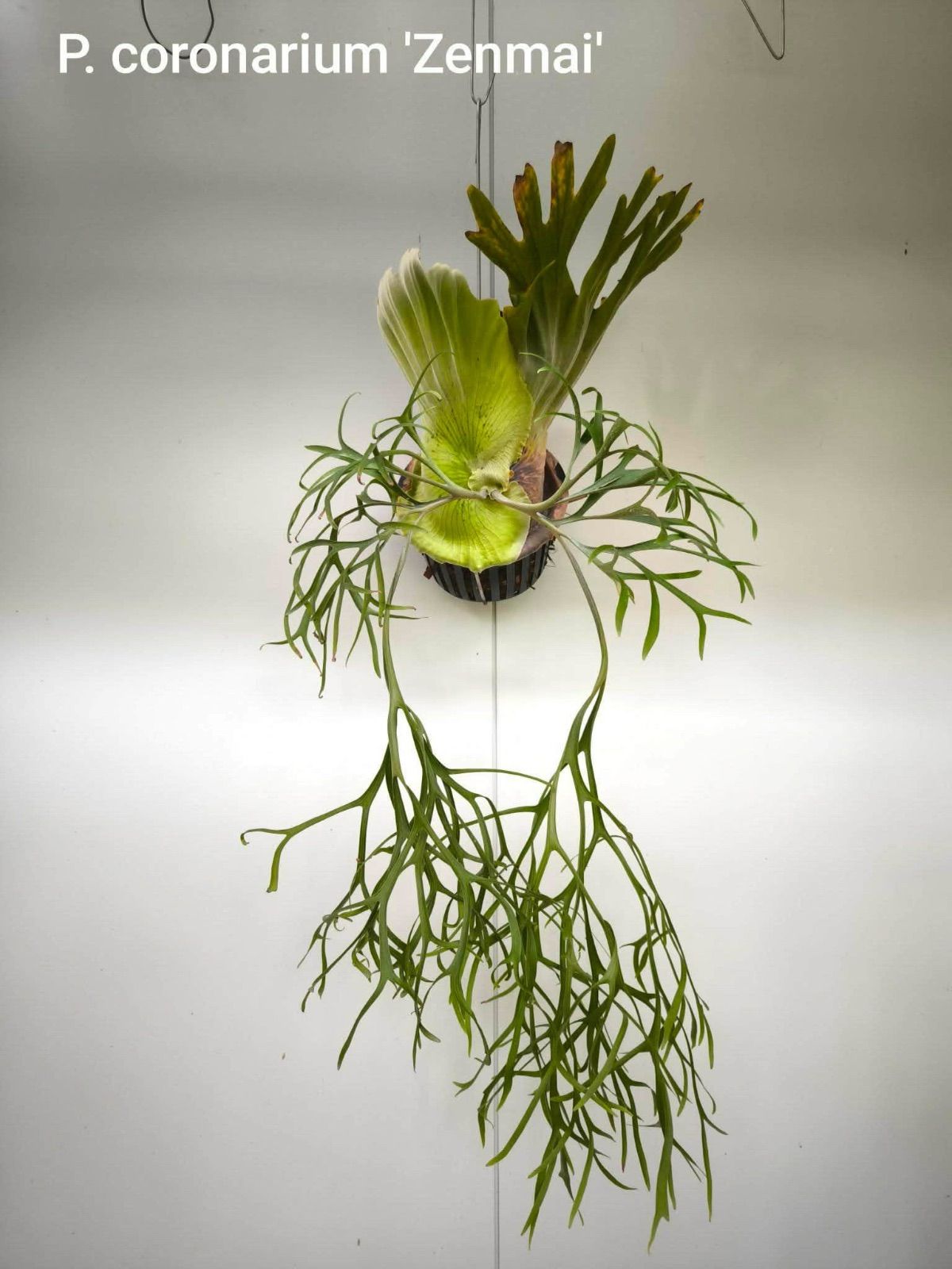 P. coronarium 'Zenmai' ビカクシダ - メルカリ
