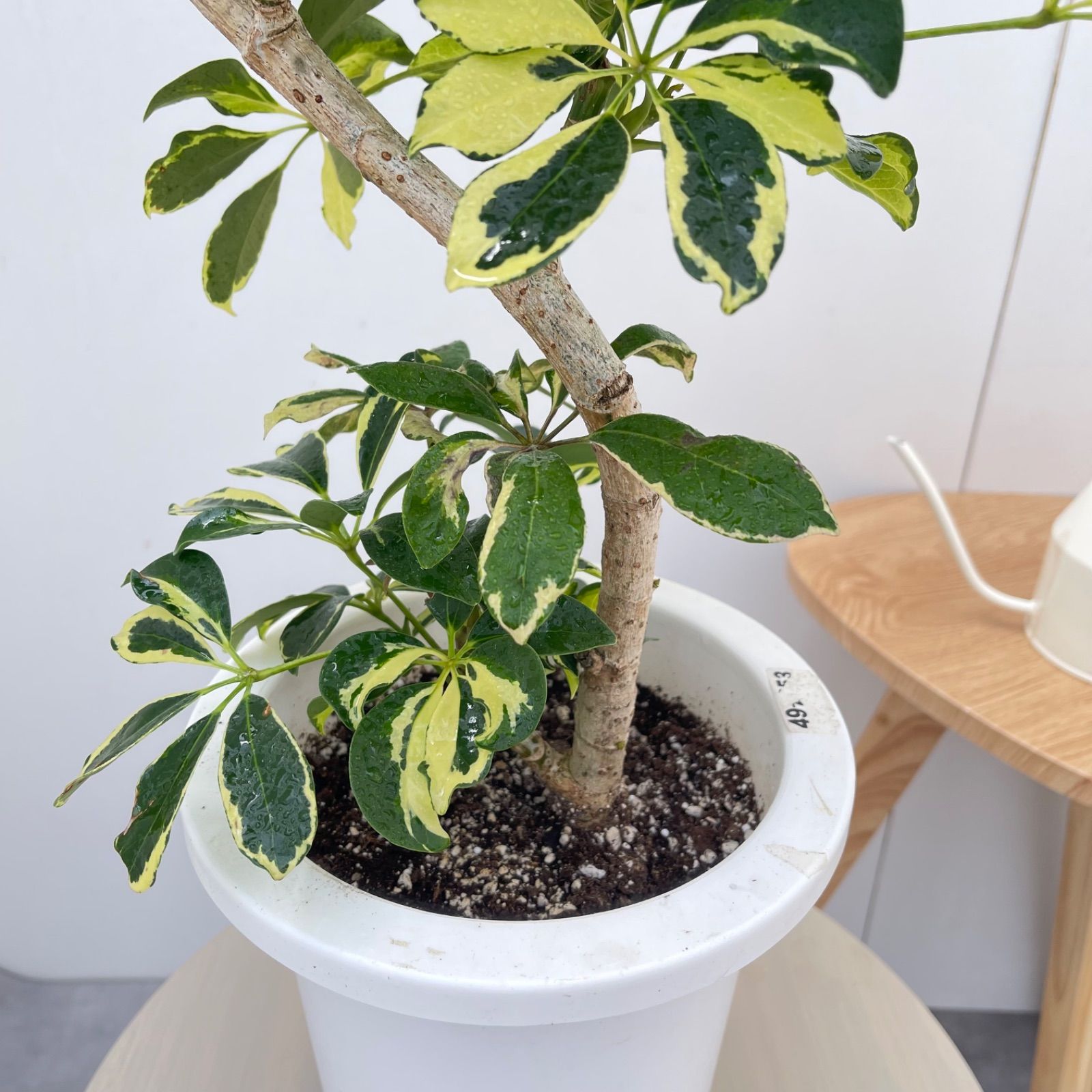 シェフレラ ウォルシー 33【現品】観葉植物 室内 7号 - メルカリ