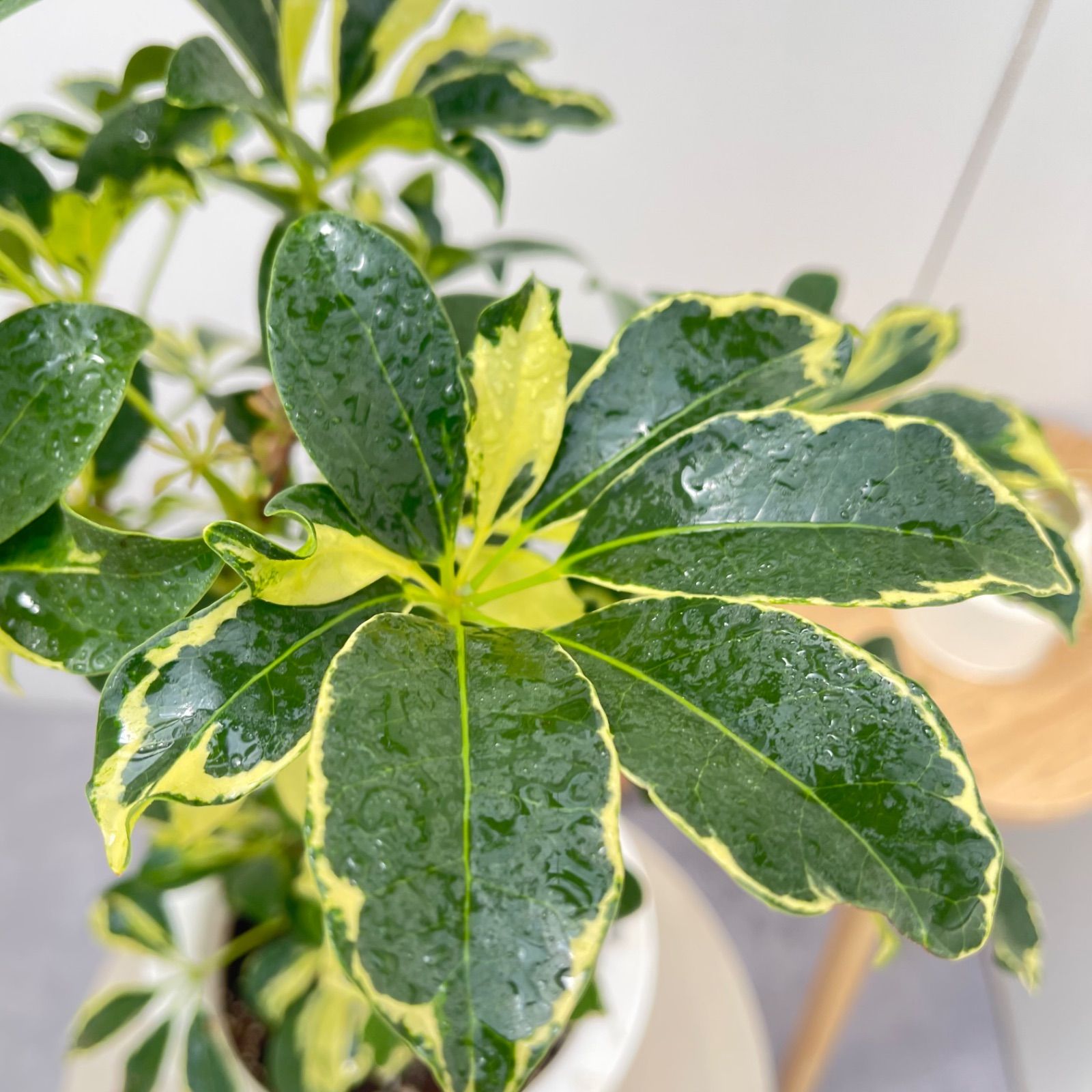 シェフレラ ウォルシー 33【現品】観葉植物 室内 7号 - メルカリ