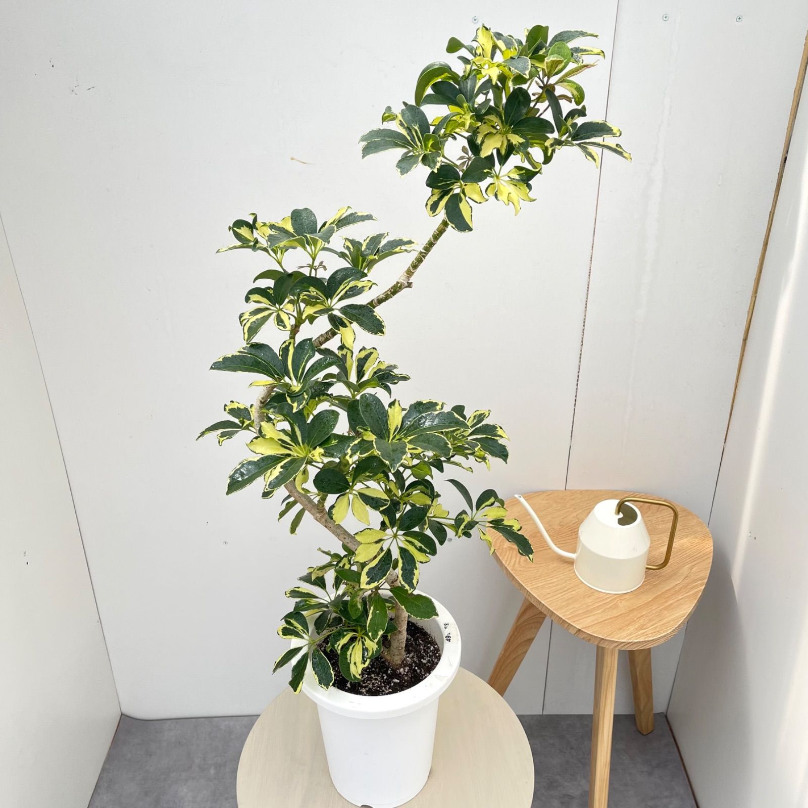 キーブレード様 シェフレラ ウォルシー シェフレラ ウォルシー 33【現品】観葉植物 室内 7号 - メルカリ