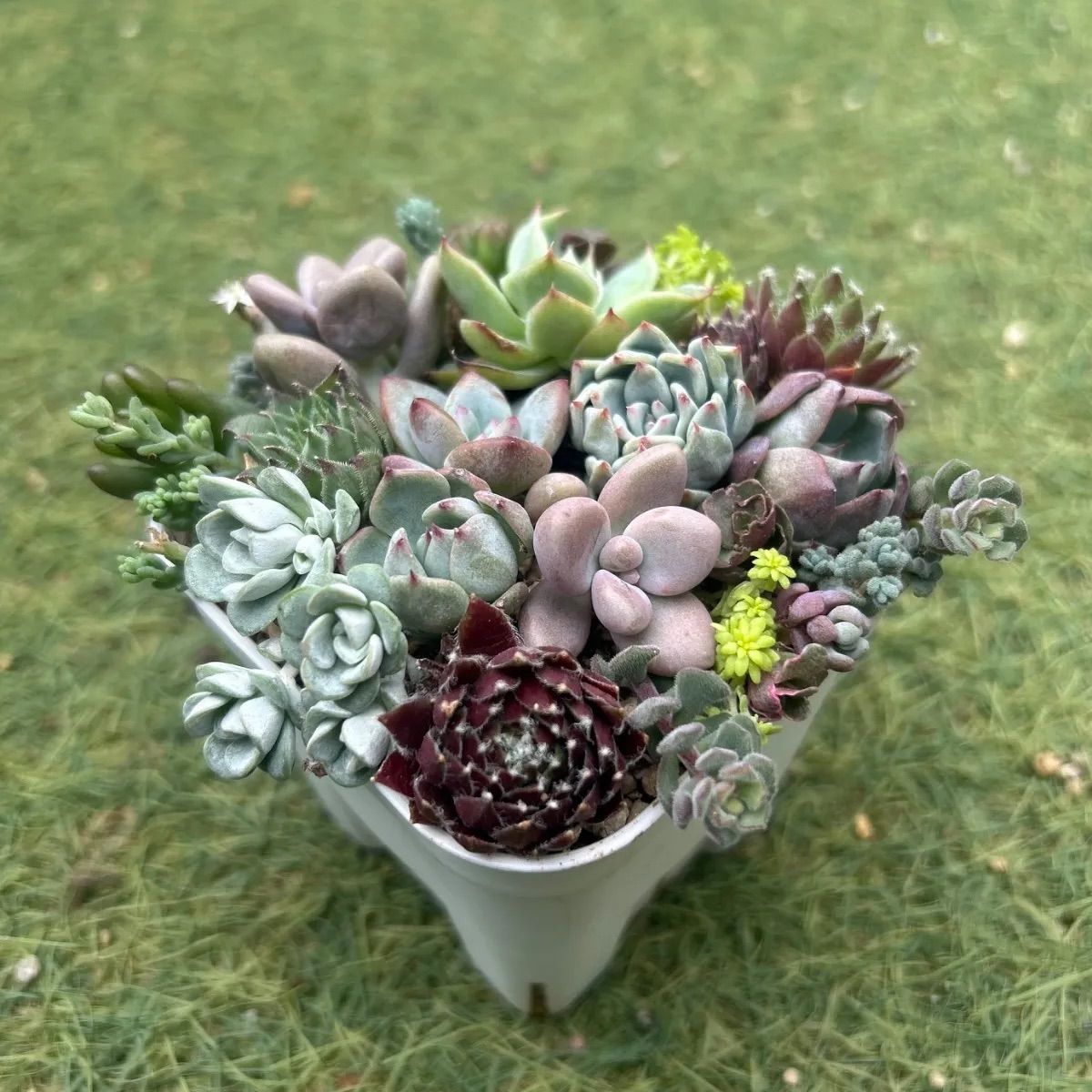 多肉植物 寄せ植えセット 抜き苗 - メルカリ