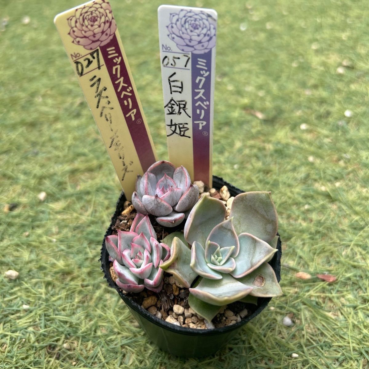 多肉植物 おらいさん苗 小苗 セット - メルカリ