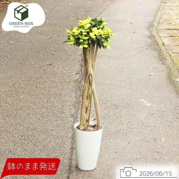 黄斑入り パンダガジュマル ドワーフ 気根接木仕立て 高さ約87cm 7号鉢