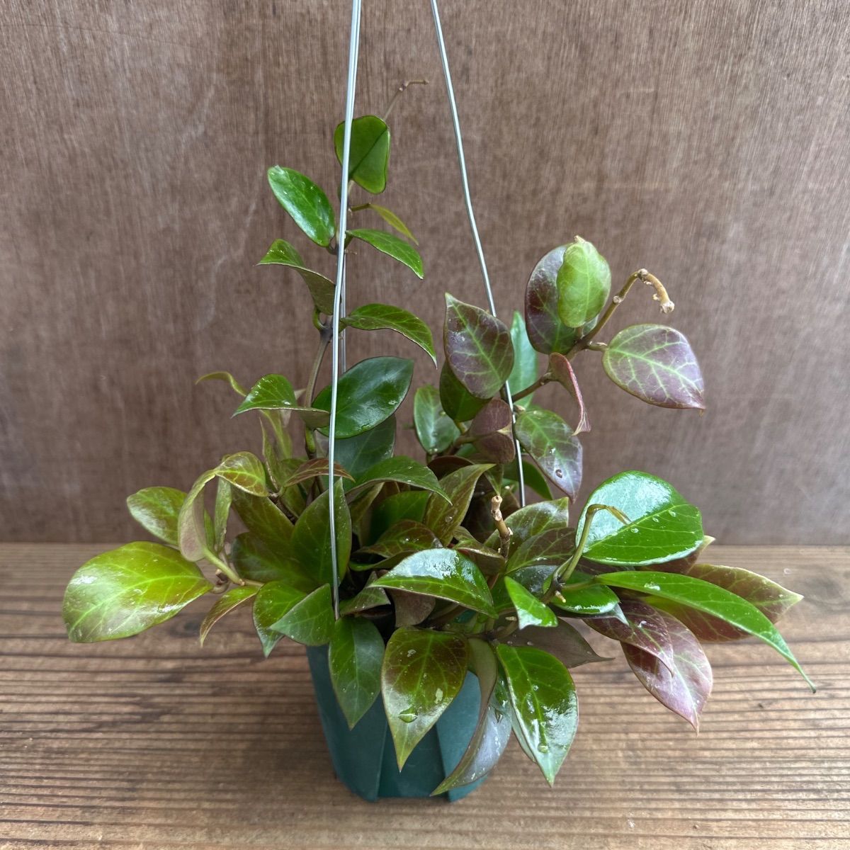 ホヤ オブスクラ ① Hoya obscura 現品 サクララン 桜蘭 観葉植物 観葉