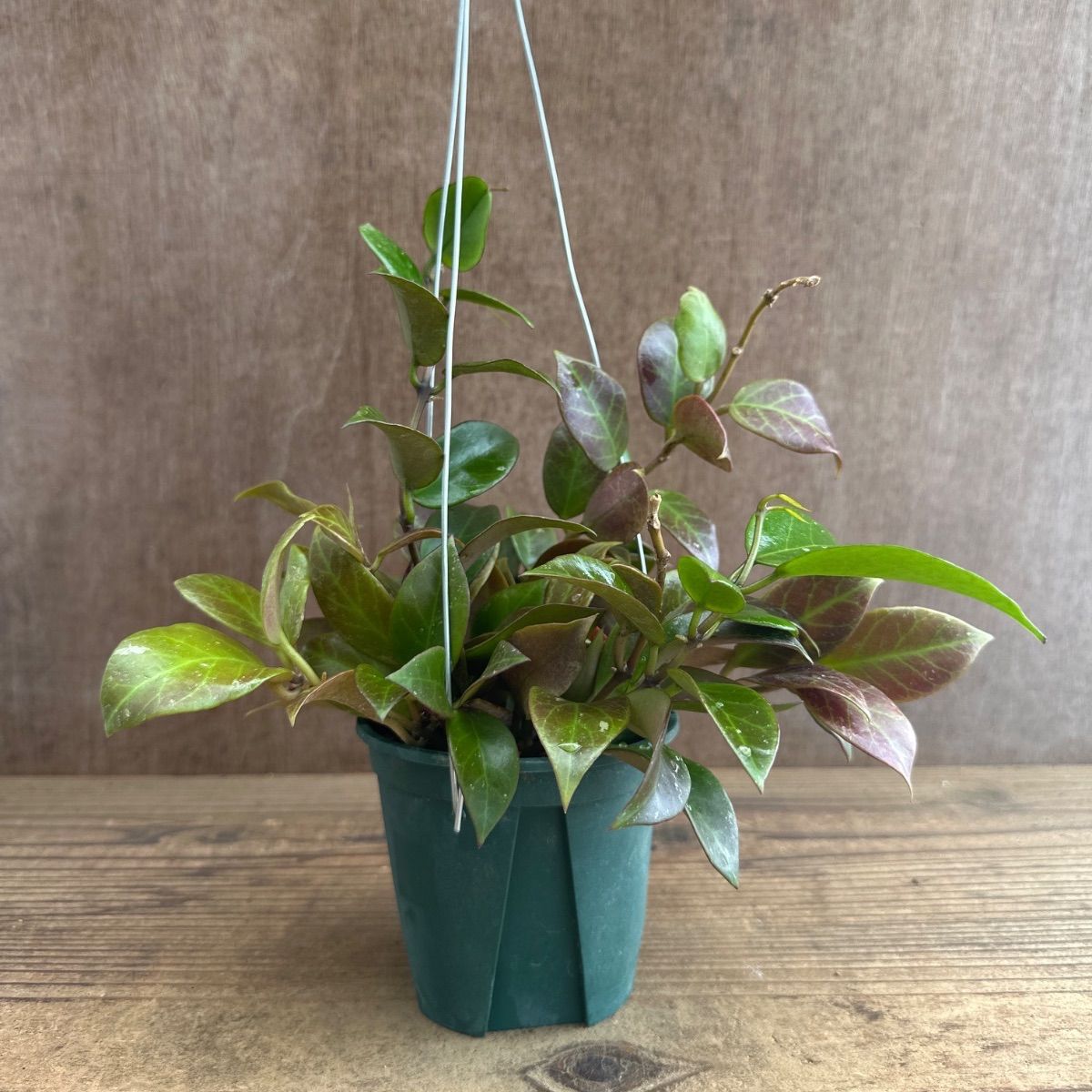 ホヤ オブスクラ ① Hoya obscura 現品 サクララン 桜蘭 観葉植物 観葉
