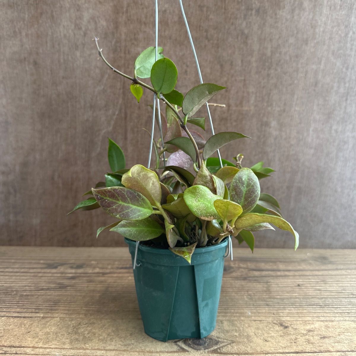 ホヤ オブスクラ ① Hoya obscura 現品 サクララン 桜蘭 観葉植物 観葉