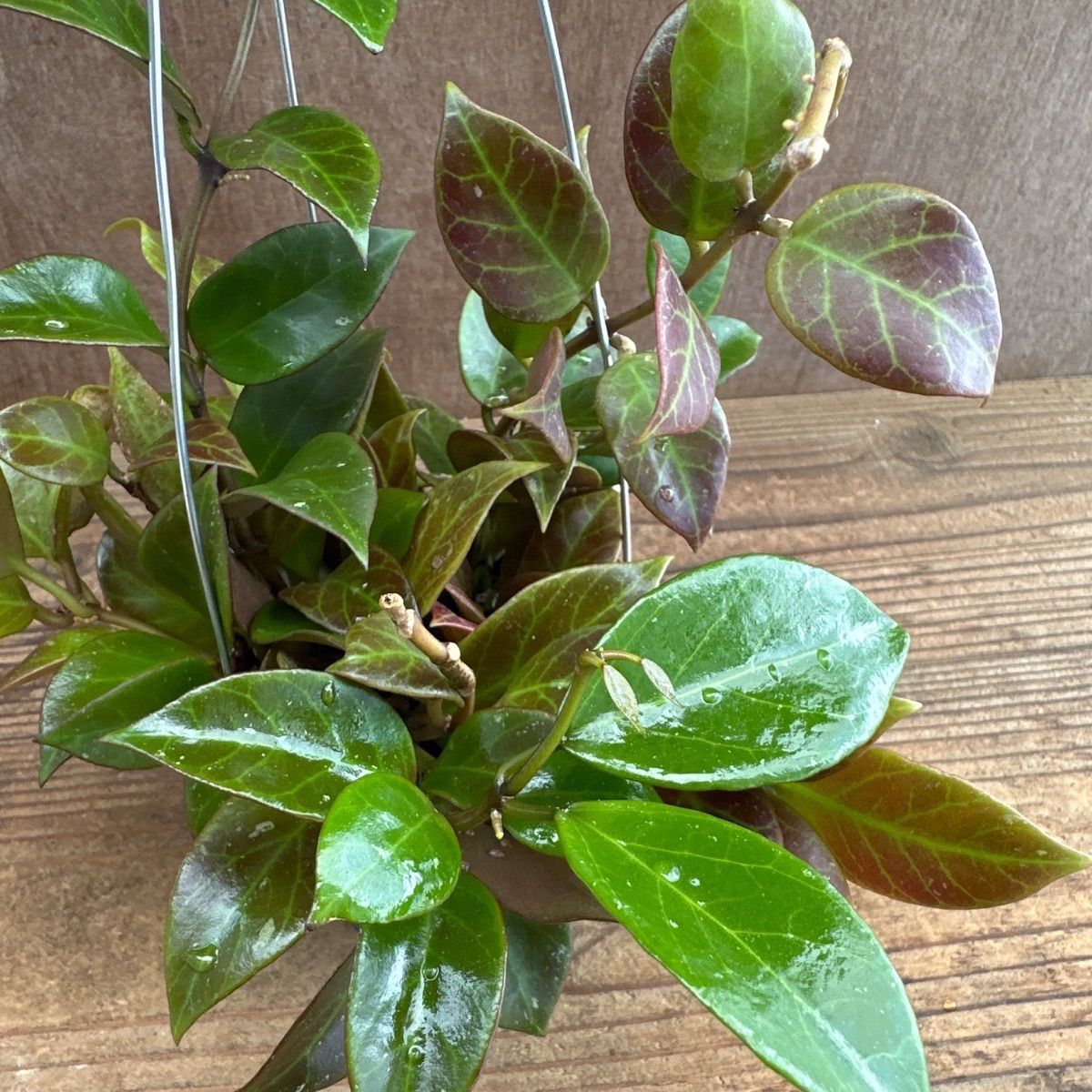 ホヤ オブスクラ ① Hoya obscura 現品 サクララン 桜蘭 観葉植物 観葉