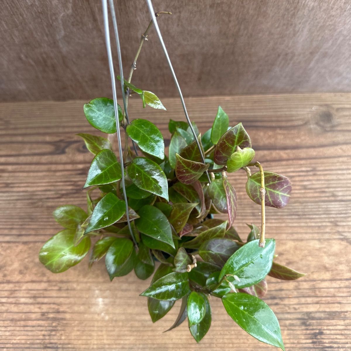 ホヤ オブスクラ ① Hoya obscura 現品 サクララン 桜蘭 観葉植物 観葉