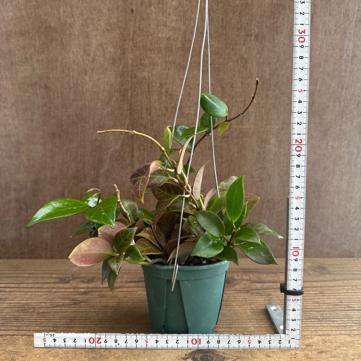 ホヤ オブスクラ ① Hoya obscura 現品 サクララン 桜蘭 観葉植物 観葉