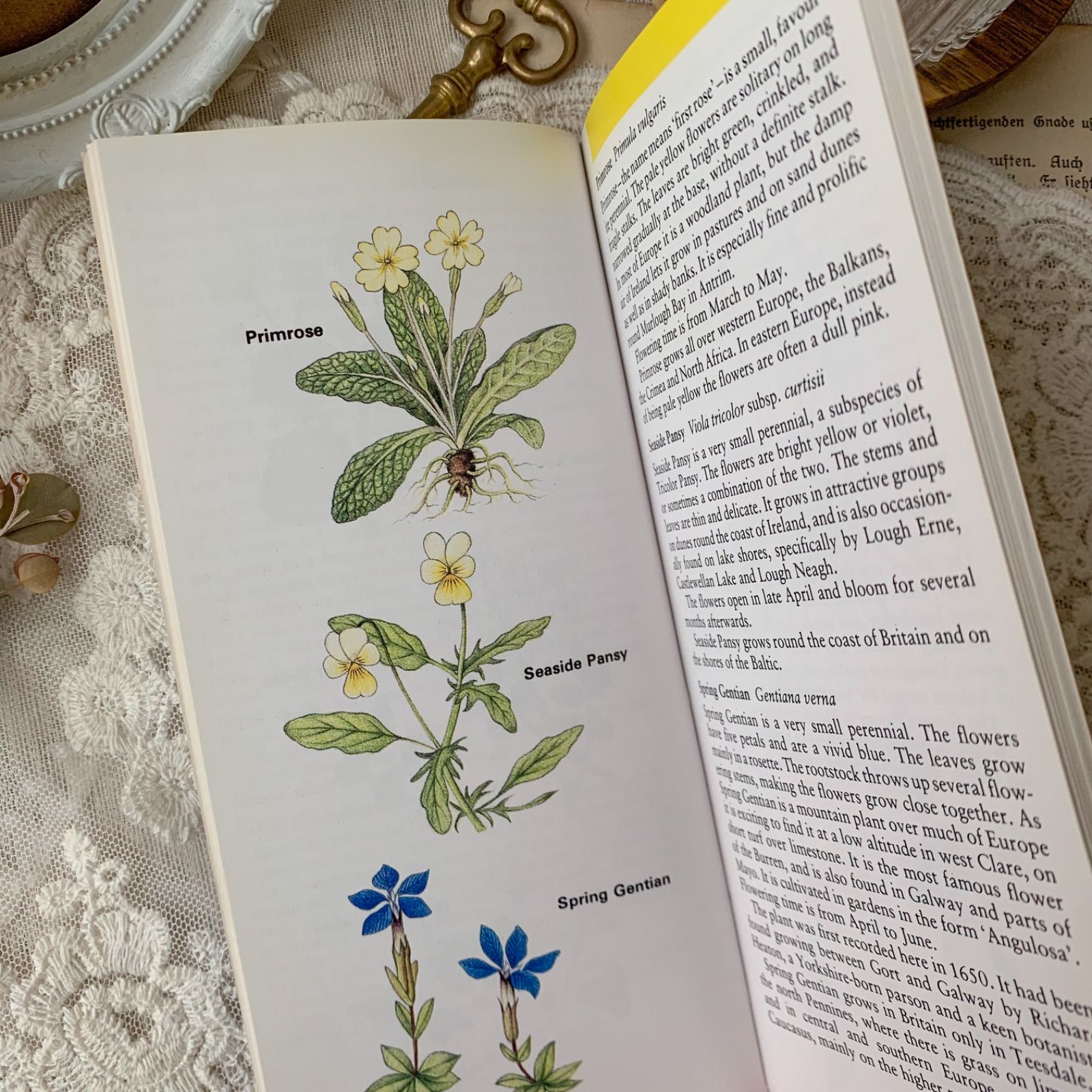 ヴィンテージ 洋書 『Irish Wild Flowers｜Ruth Isabel Ross』植物図鑑
