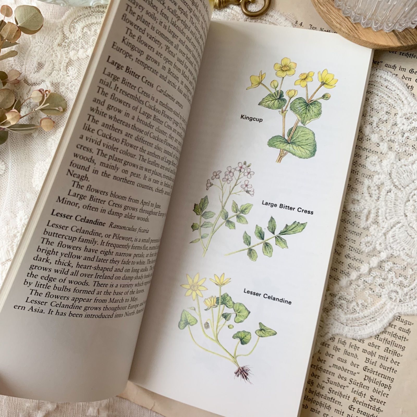 ヴィンテージ 洋書 『Irish Wild Flowers｜Ruth Isabel Ross』植物図鑑