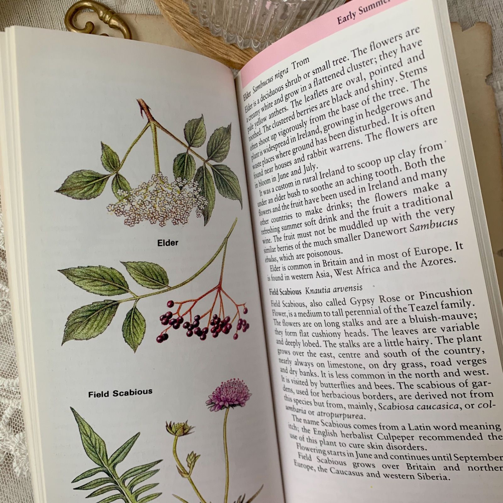 ヴィンテージ 洋書 『Irish Wild Flowers｜Ruth Isabel Ross』植物図鑑