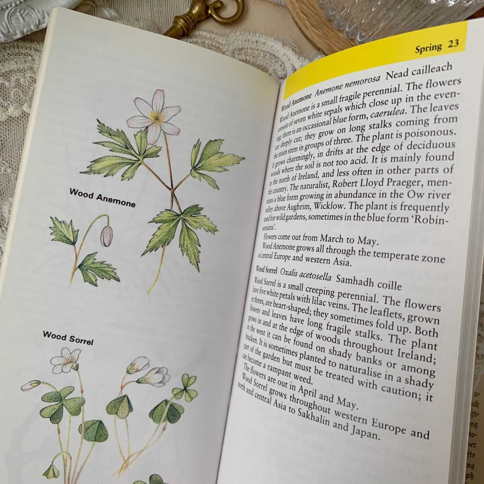 ヴィンテージ 洋書 『Irish Wild Flowers｜Ruth Isabel Ross』植物図鑑