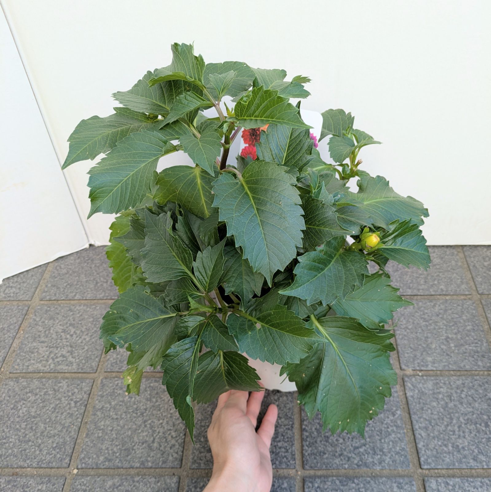 ラスト【値下げ】大輪種ダリア 華金剛 砂漠 純愛の君 切り花