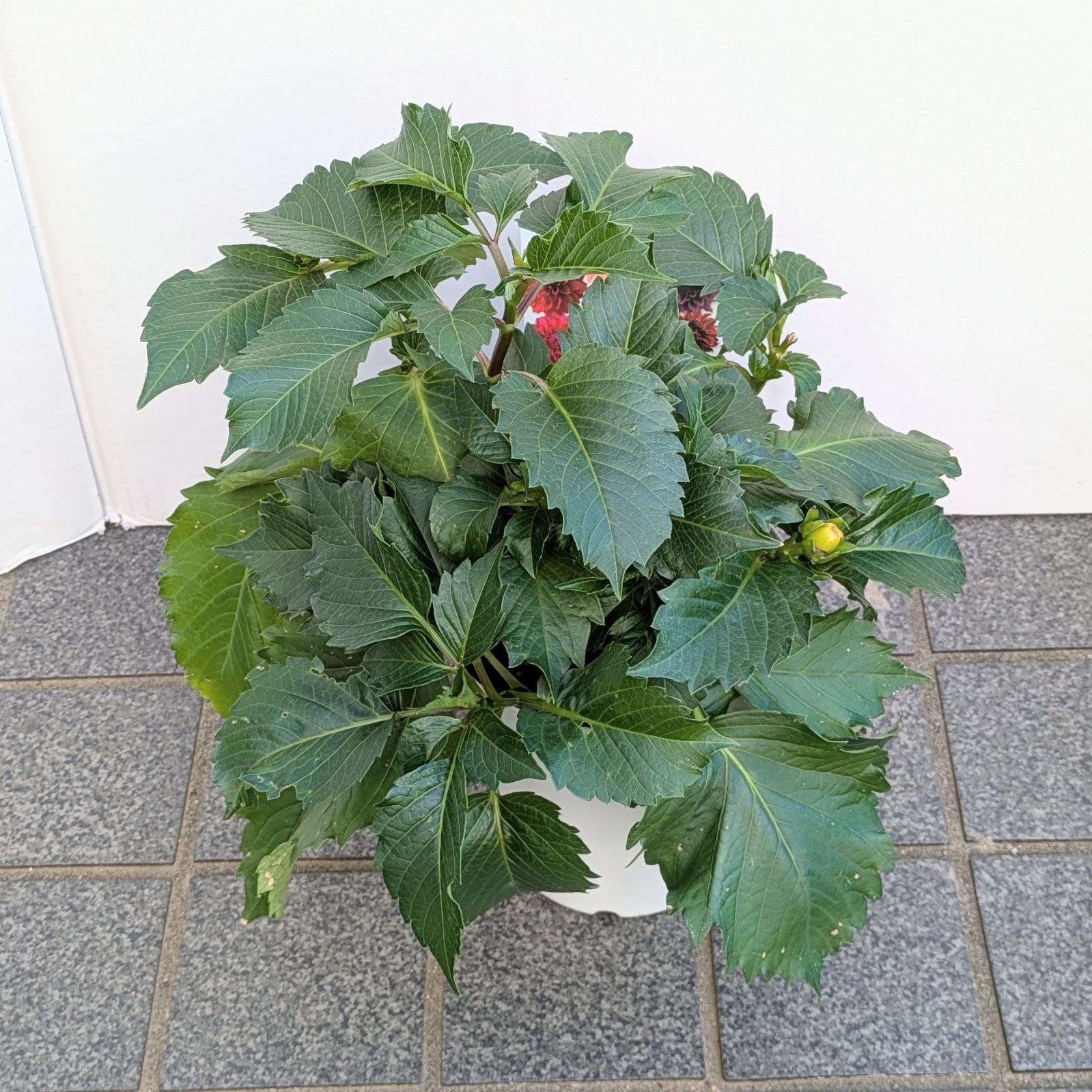 ラスト【値下げ】大輪種ダリア 華金剛 砂漠 純愛の君 切り花