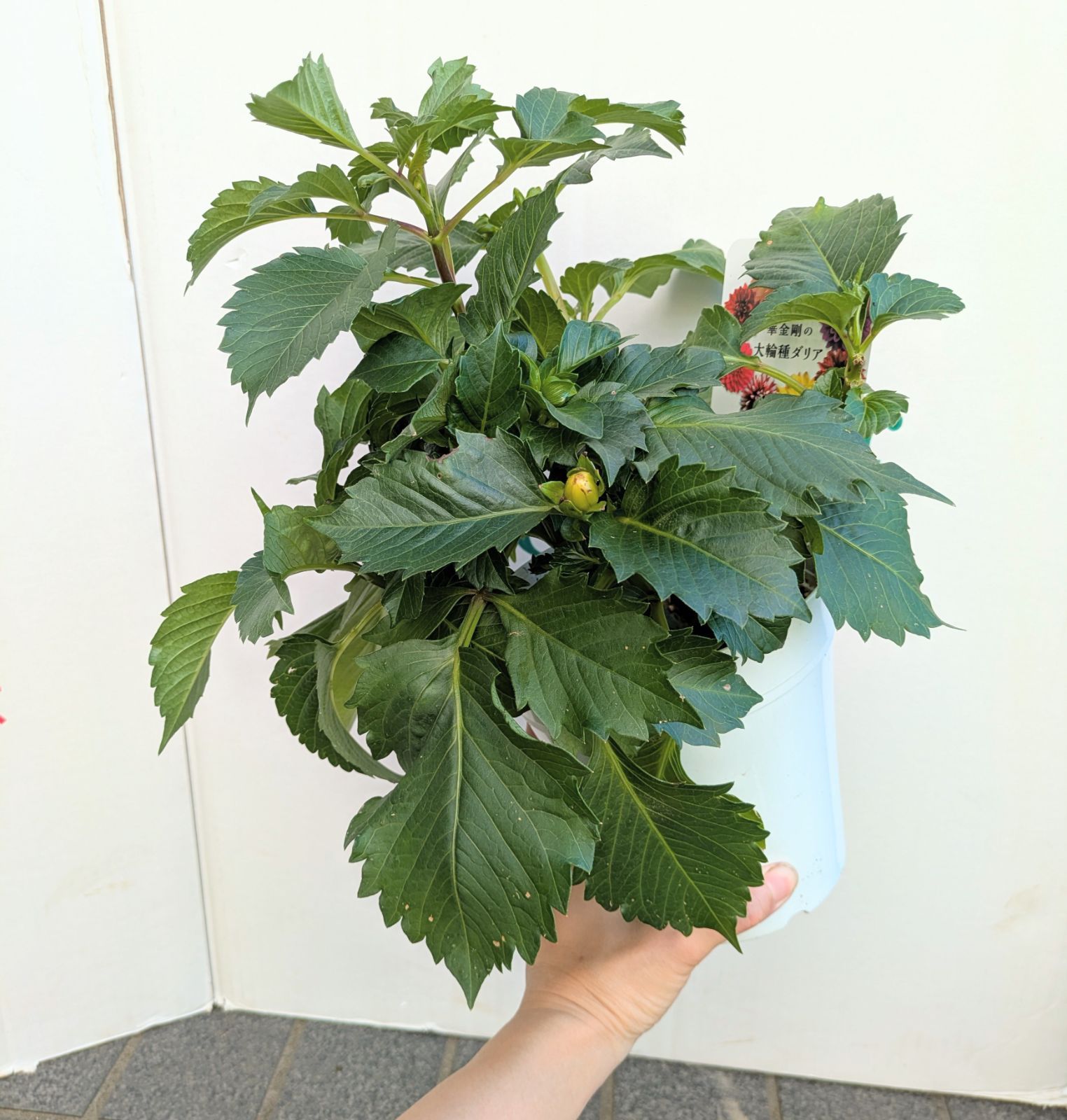 奈良県　株式会社華金剛さんの 球根　ダリア砂漠　5寸鉢花で入荷です ラスト【値下げ】大輪種ダリア 華金剛 砂漠 純愛の君 切り花