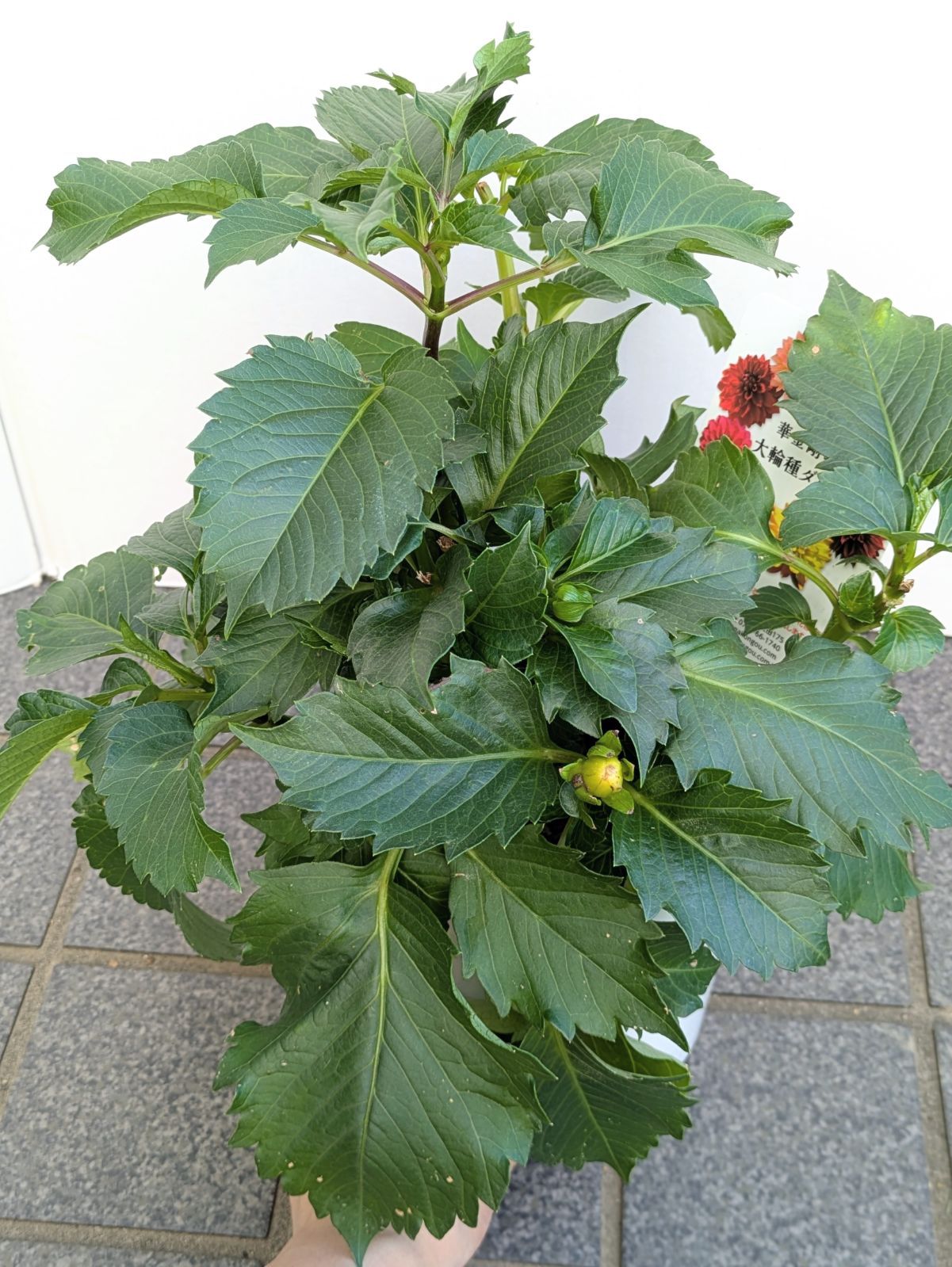 奈良県　株式会社華金剛さんの 球根　ダリア砂漠　5寸鉢花で入荷です ラスト【値下げ】大輪種ダリア 華金剛 砂漠 純愛の君 切り花