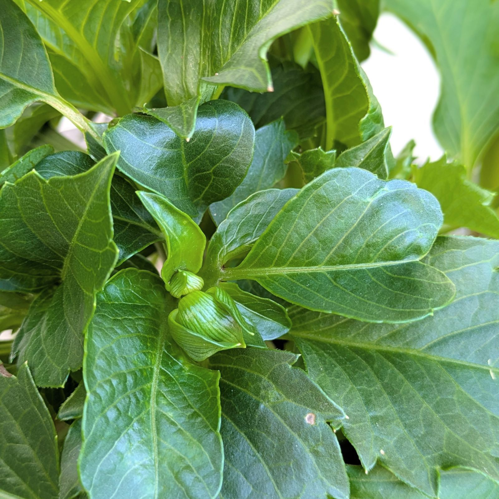 ラスト【値下げ】大輪種ダリア 華金剛 砂漠 純愛の君 切り花