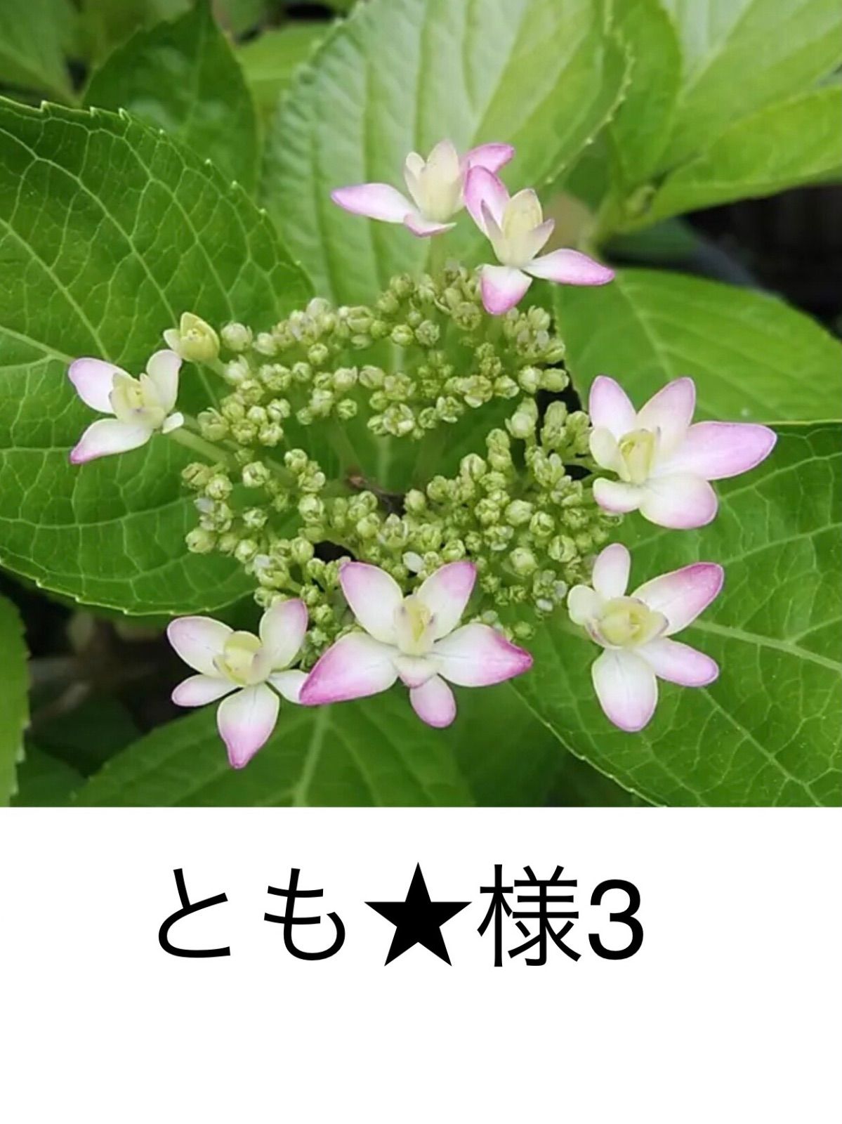 とも★様3 天然石ピアス