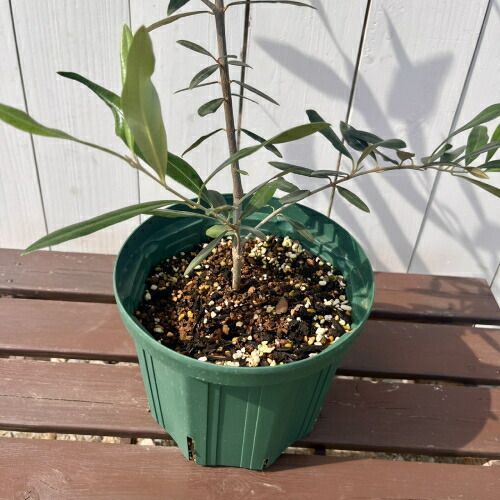 オリーブ ひなかぜ 6号スリット鉢植え（直径18cm）樹高80cm以上 現物1