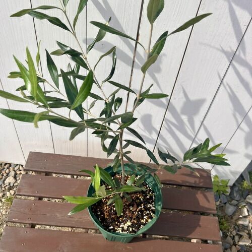 オリーブ ひなかぜ 6号スリット鉢植え（直径18cm）樹高80cm以上 現物1
