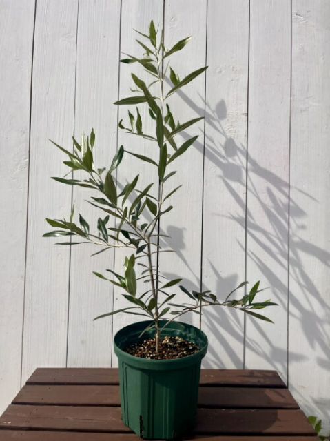 オリーブ ひなかぜ 6号スリット鉢植え（直径18cm）樹高80cm以上 現物1