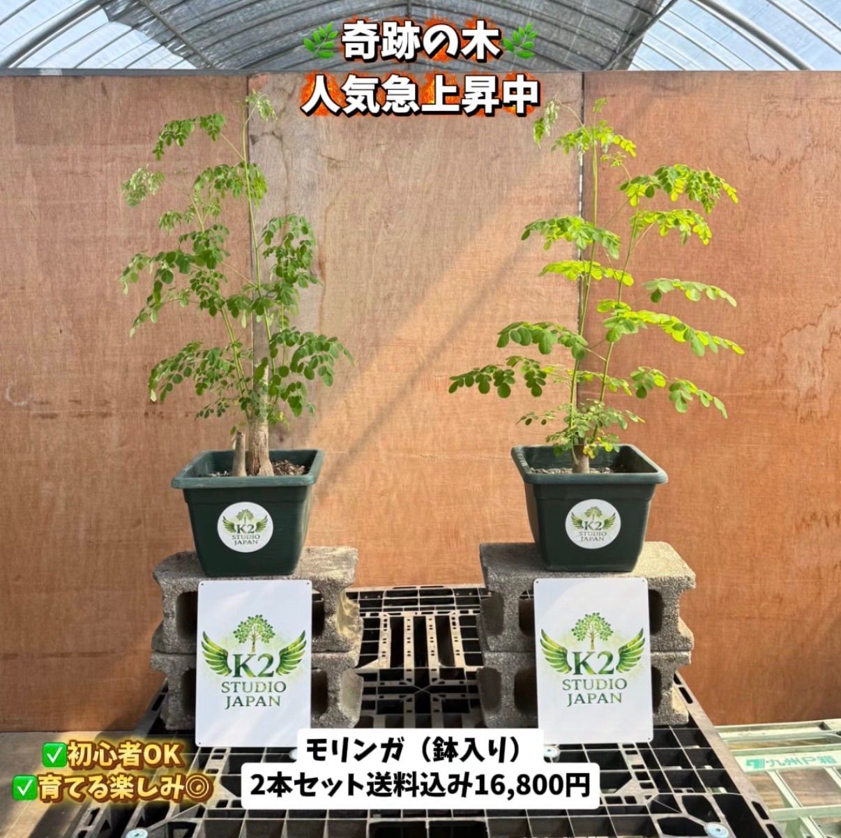 【数量限定】奇跡の木 モリンガ?2本セット|初心者OK|送料込み16,800円