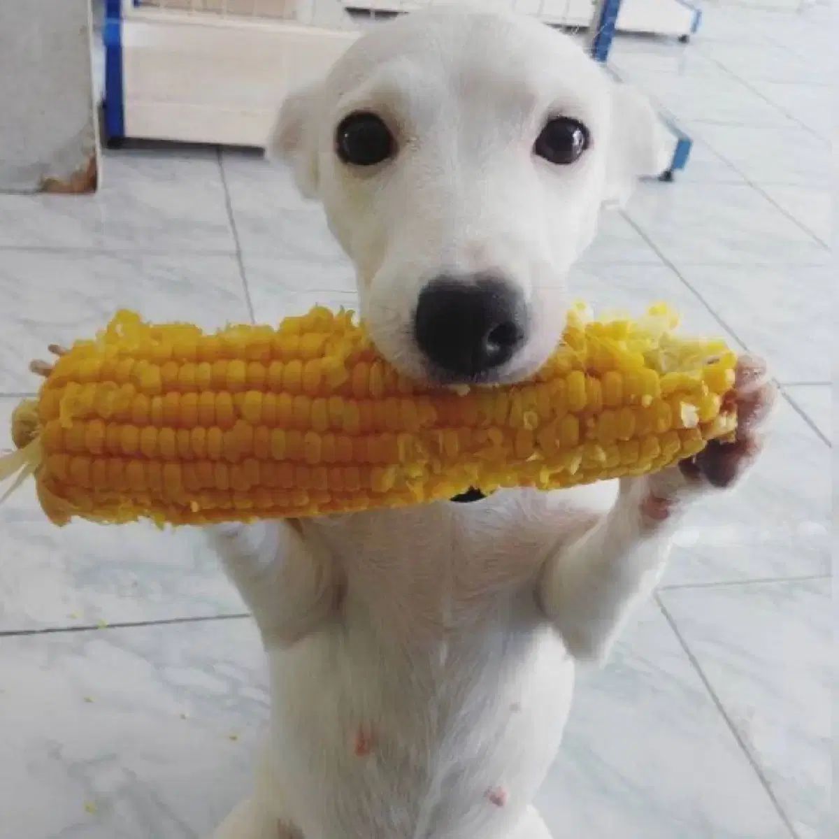 ㄹㅂㅌ