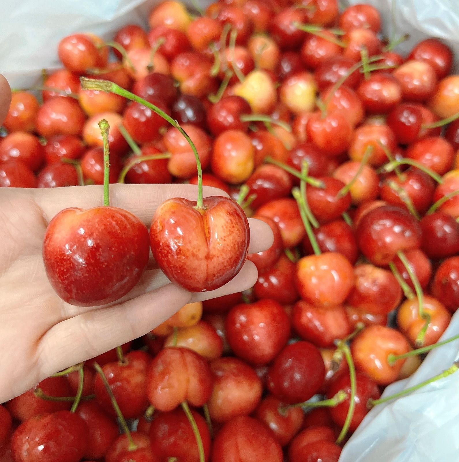 糖度26度超！希少8.5R巨大レーニアチェリー2kg - メルカリ