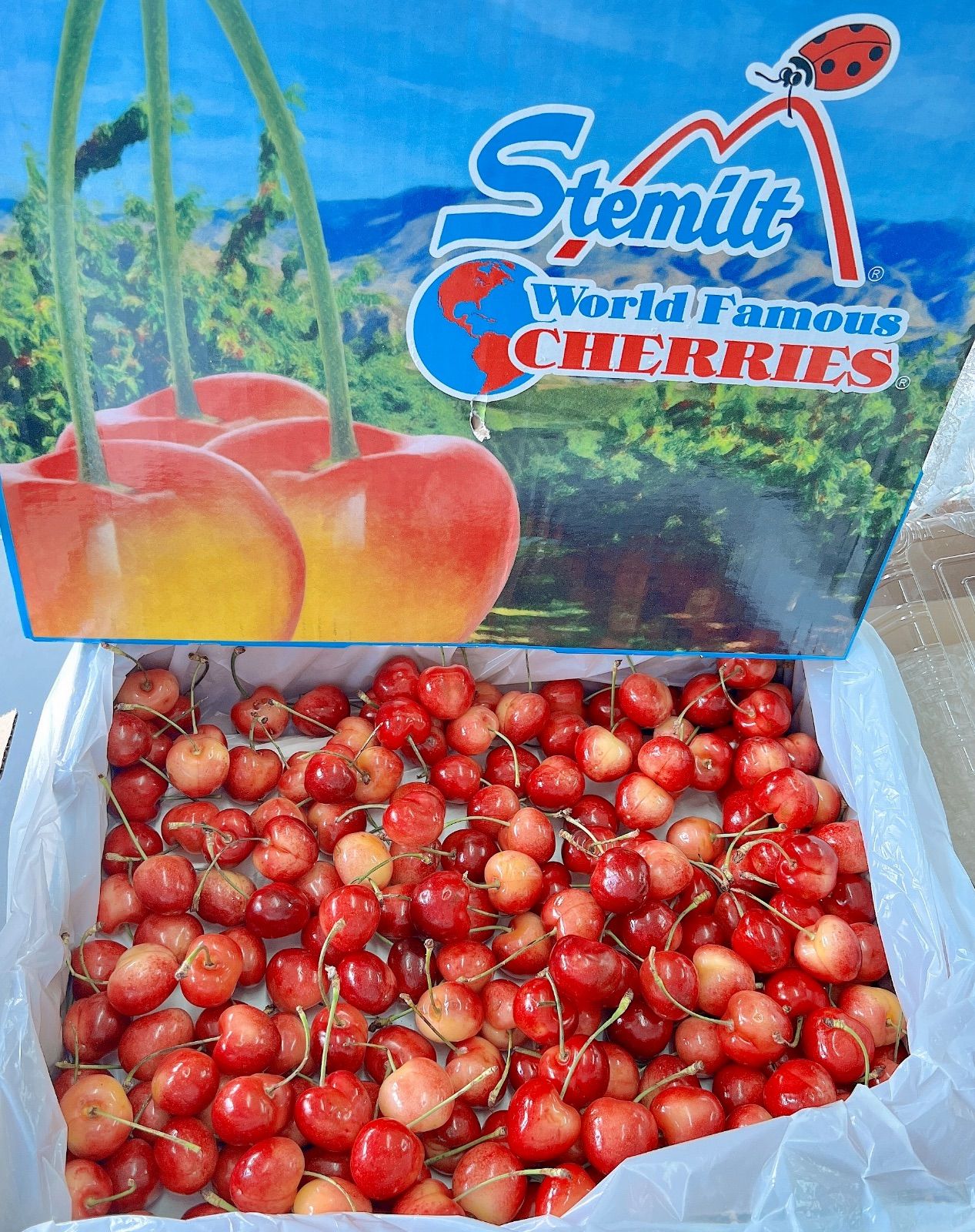 8.5Rレーニアチェリー2kg 糖度26度超！希少8.5R巨大レーニアチェリー2kg - メルカリ