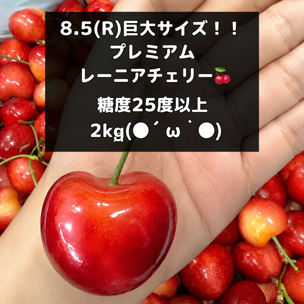 8.5Rレーニアチェリー2kg 糖度26度超！希少8.5R巨大レーニアチェリー2kg - メルカリ
