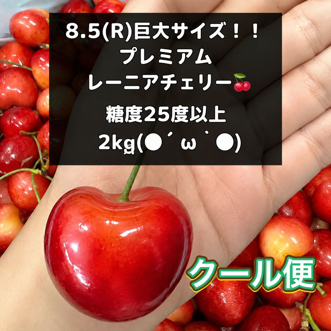 超希少8.5R 巨大レーニアチェリー 糖度25度超 2kg さくらんぼ　チェリー