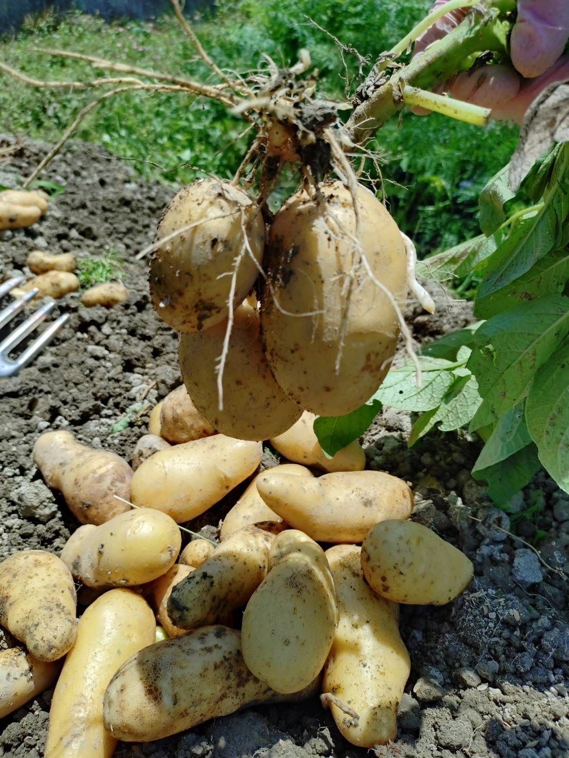 新じゃがいも10kg メークイン 煮崩れしにくい 訳あり - メルカリ