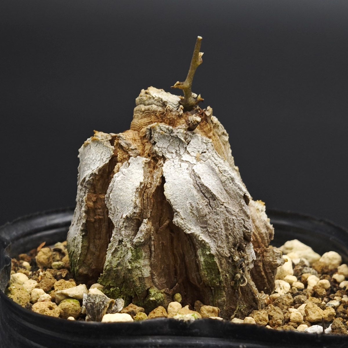 観葉植物 ディオスコレア エレファンティペス/亀甲竜 2号（6cm鉢） *0634