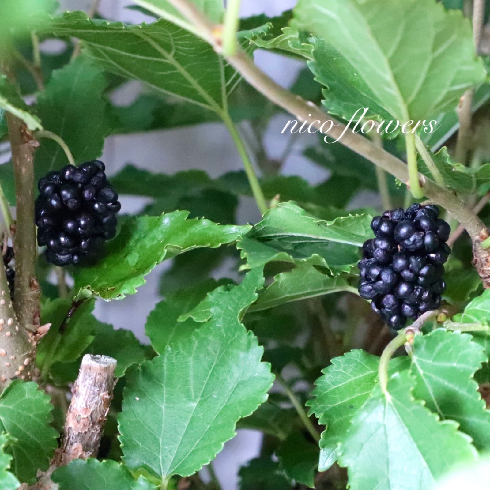 大苗♡マルベリー♡四季成り♡シャルロットリュス♡桑の実♡