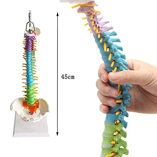 【理学療法士監修】脊椎 模型 45cm 可動式 脊椎骨盤模型 人体模型 配色脊柱 可動脊椎模型 股関節 医学 整骨院 教材 スタンド付き (45CM)/ 8a5154d1 【理学療法士監修】脊椎 模型 45cm 可動式 脊椎骨盤模型 人体模型 配色脊柱 可動脊椎模型 股関節 医学 整骨院 教材 スタンド付き (45CM)/ 8a5154d1