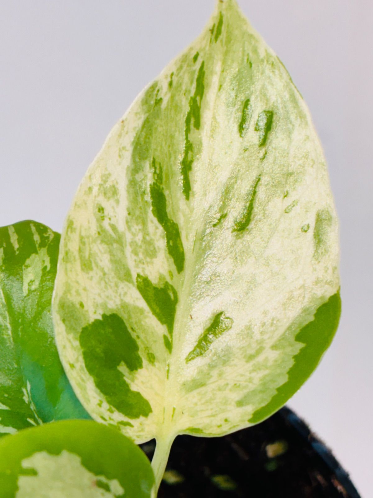 Monstera deliciosa “Bulbasaur” バルバソー/ベトシオーサ TC株・順化