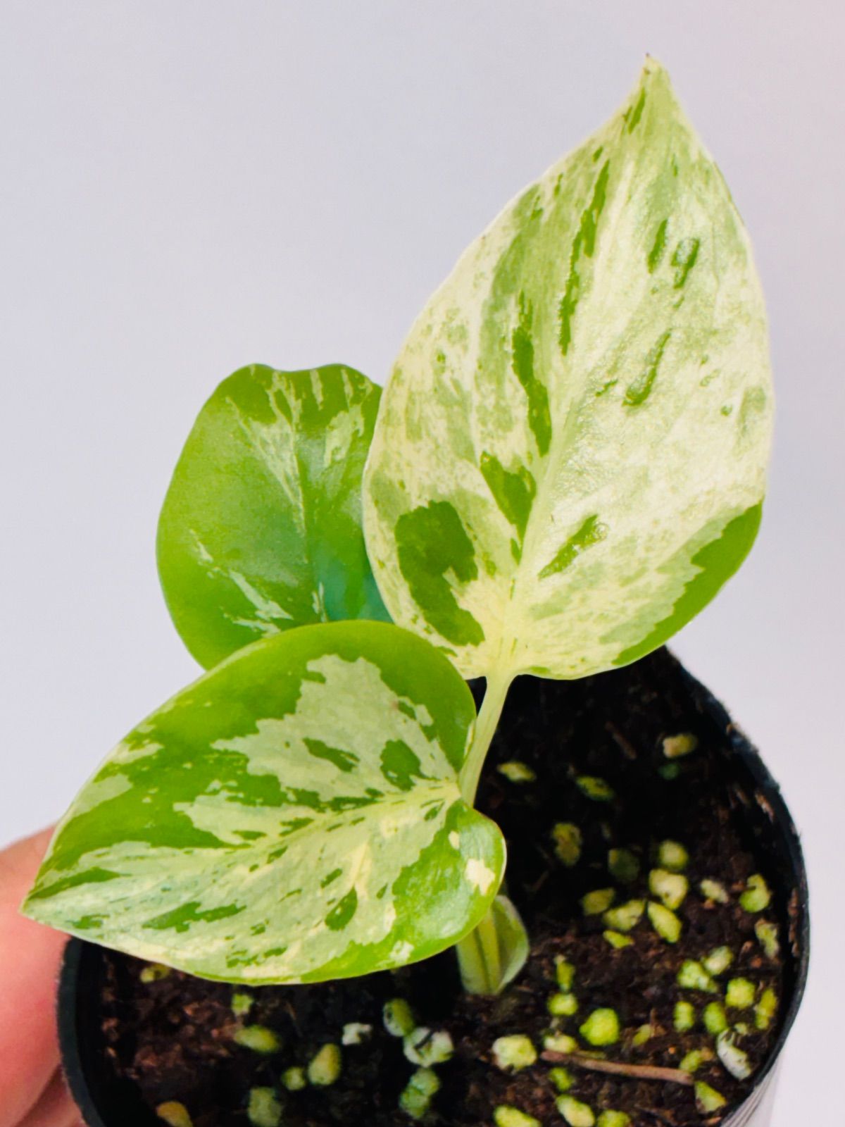 Monstera deliciosa “Bulbasaur” バルバソー/ベトシオーサ TC株・順化